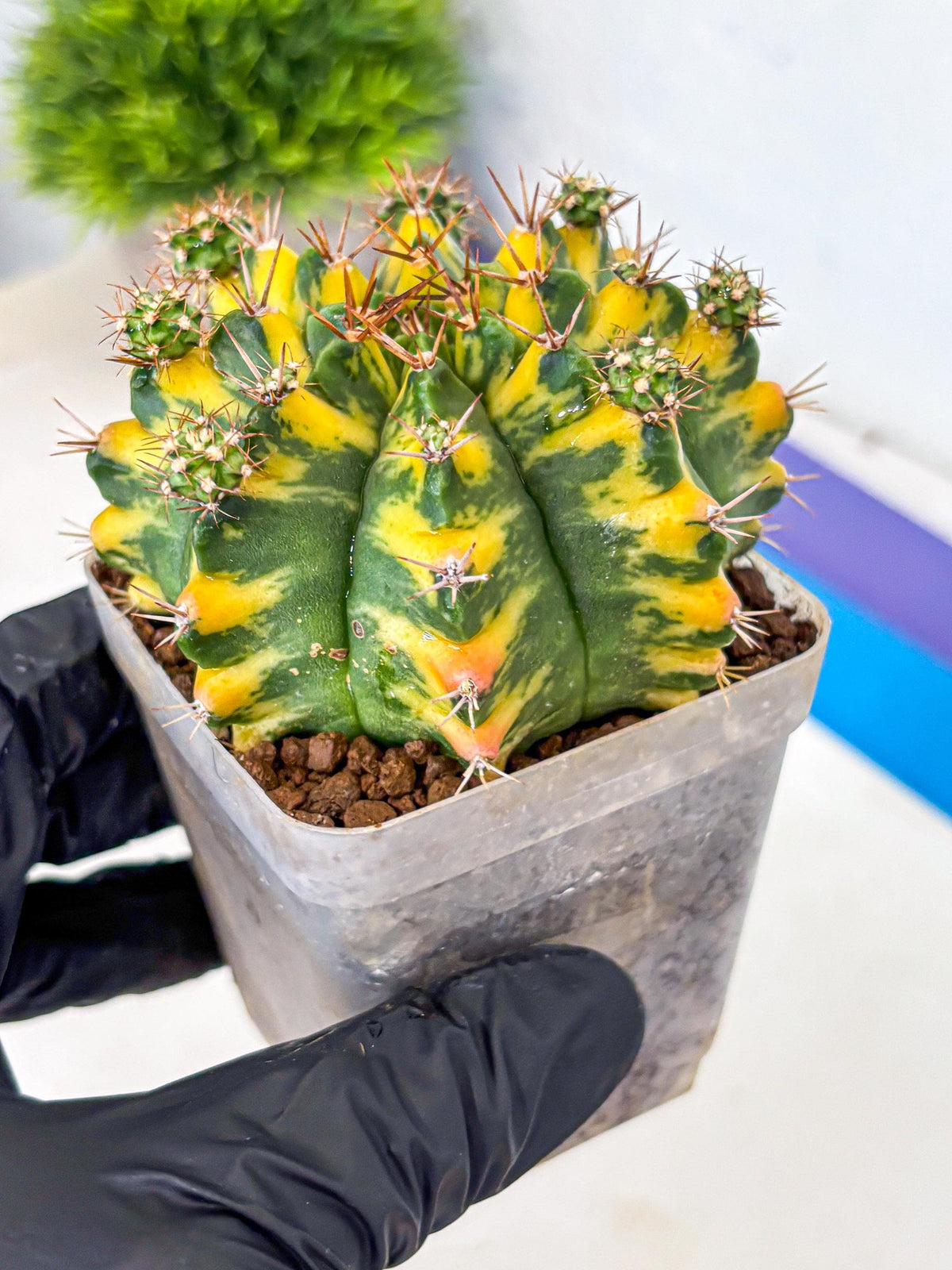 Gymnocalycium Yellow Star (gy7) (14) | Collector’s Edition