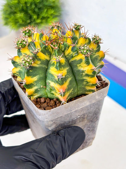 Gymnocalycium Yellow Star (gy7) (14) | Collector’s Edition