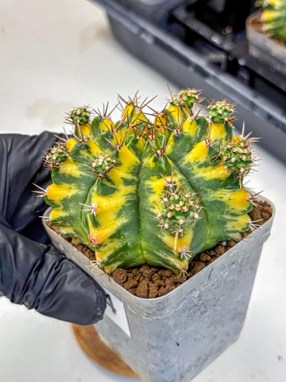 Gymnocalycium Yellow Star (gy7) (14) | Collector’s Edition