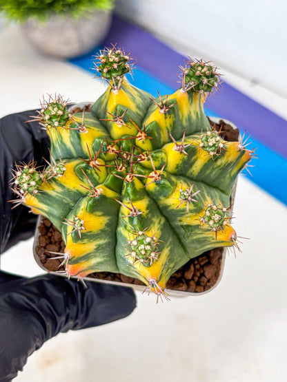 Gymnocalycium Yellow Star (gy7) (14) | Collector’s Edition