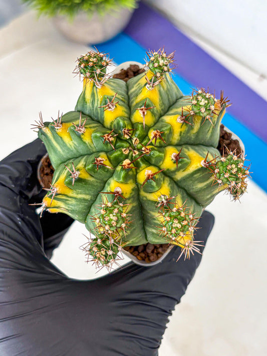 Gymnocalycium Yellow Star (gy7) (15) | Collector’s Edition