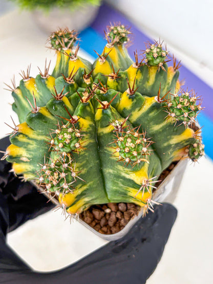 Gymnocalycium Yellow Star (gy7) (15) | Collector’s Edition