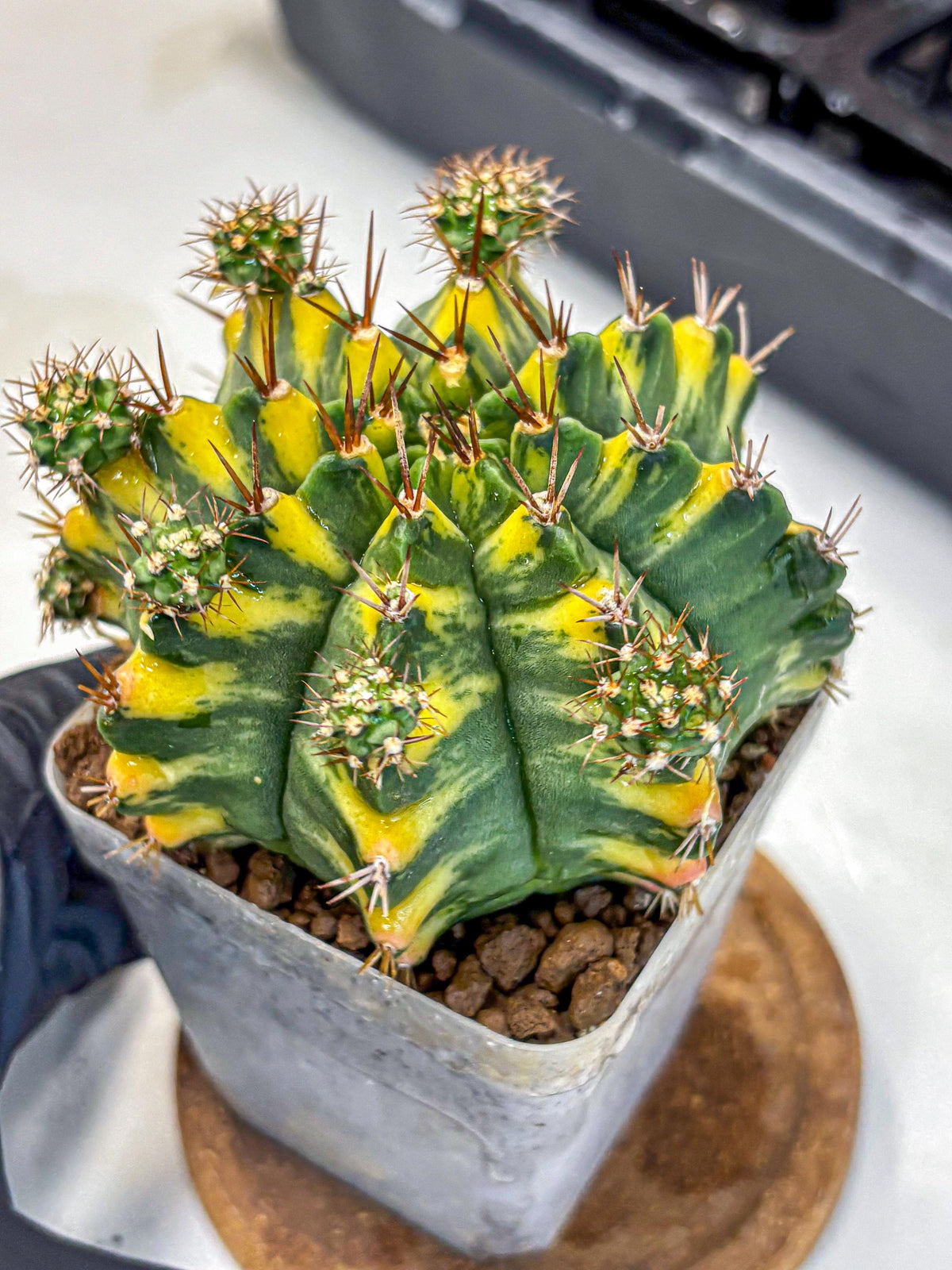 Gymnocalycium Yellow Star (gy7) (15) | Collector’s Edition
