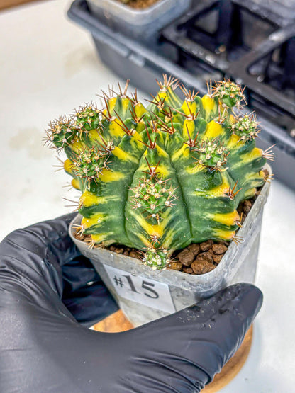 Gymnocalycium Yellow Star (gy7) (15) | Collector’s Edition