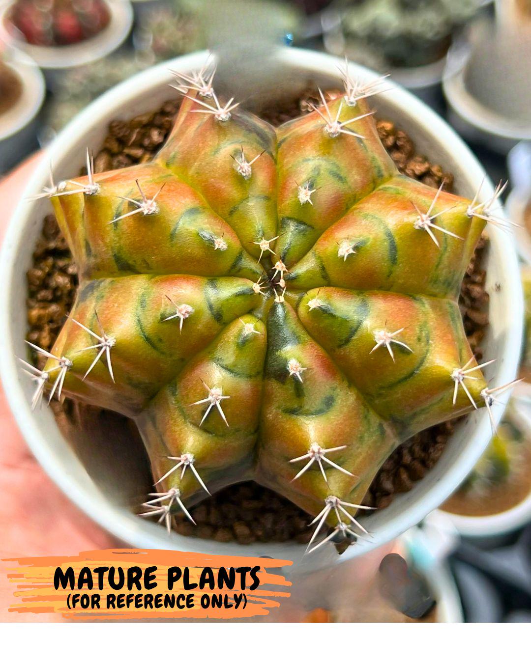 Gymnocalycium Moon Melody (gy8) (9) | Collector’s Edition