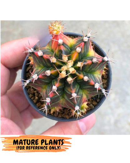 Gymnocalycium Nova Tears (gy8) (10) | Collector’s Edition