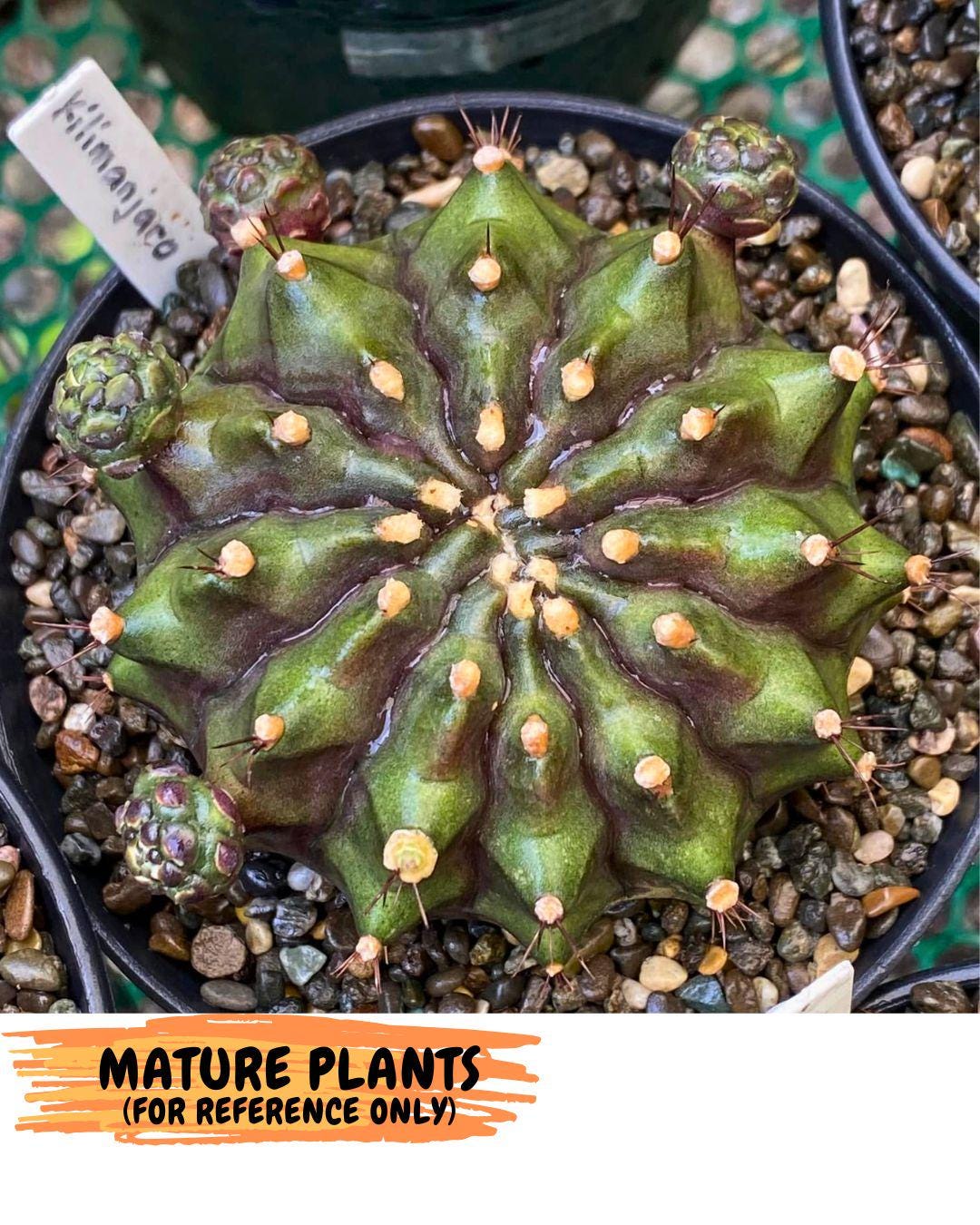 Gymnocalycium Kilimanjaro (gy8) (7) | Collector’s Edition