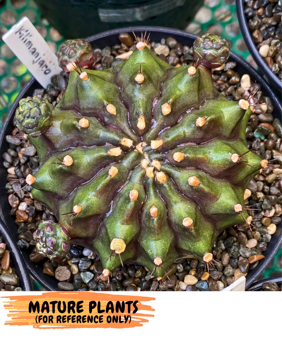 Gymnocalycium Kilimanjaro (gy8) (6) | Collector’s Edition