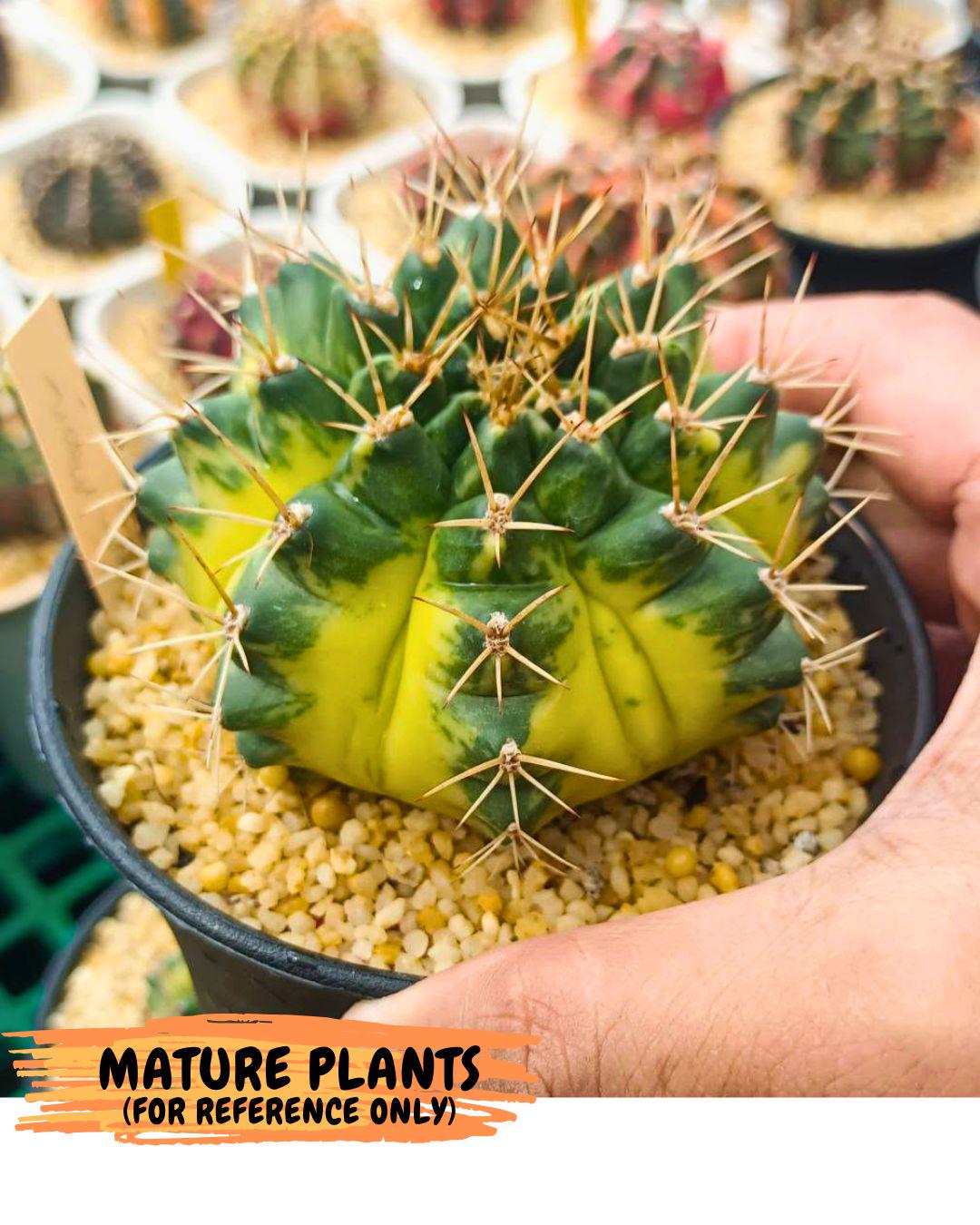 Gymnocalycium Green Moon (gy8) (2) | Collector’s Edition
