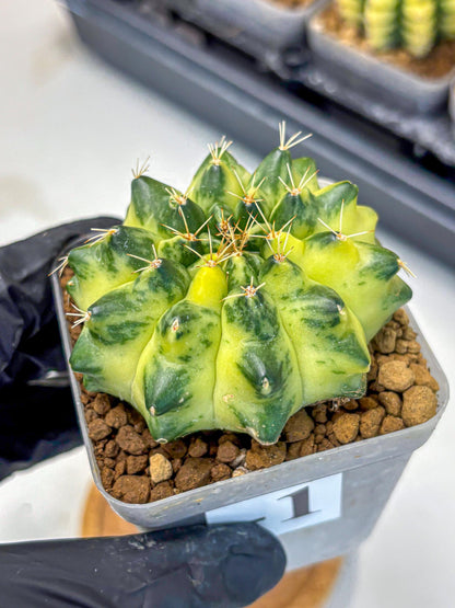Gymnocalycium Green Moon (gy8) (1) | Collector’s Edition