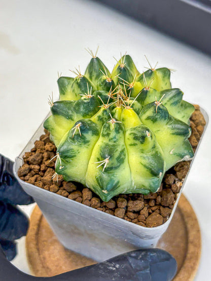Gymnocalycium Green Moon (gy8) (1) | Collector’s Edition