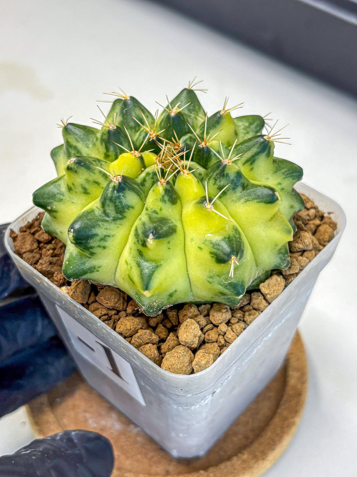 Gymnocalycium Green Moon (gy8) (1) | Collector’s Edition