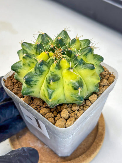 Gymnocalycium Green Moon (gy8) (1) | Collector’s Edition