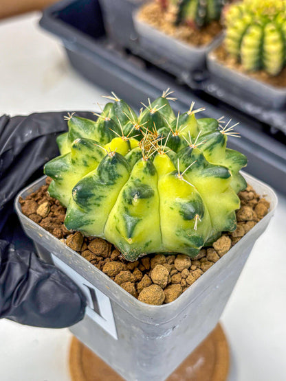 Gymnocalycium Green Moon (gy8) (1) | Collector’s Edition
