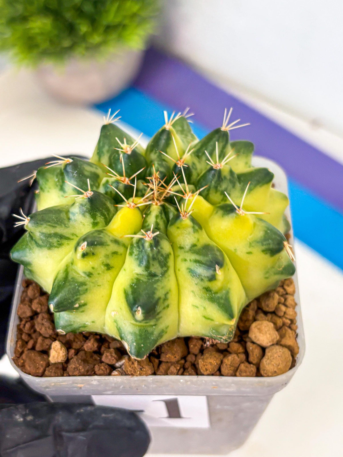 Gymnocalycium Green Moon (gy8) (1) | Collector’s Edition