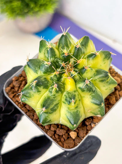 Gymnocalycium Green Moon (gy8) (1) | Collector’s Edition