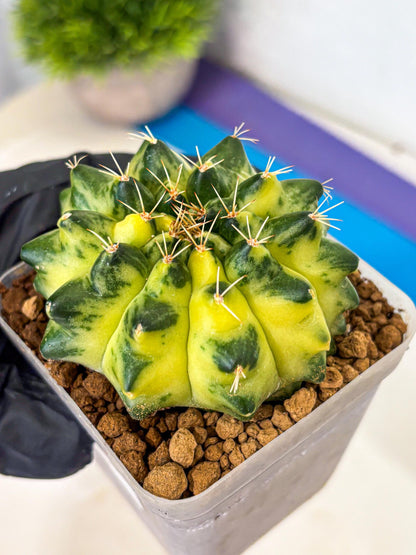Gymnocalycium Green Moon (gy8) (1) | Collector’s Edition