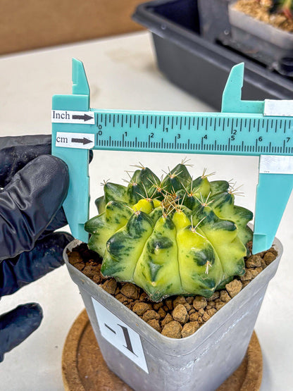 Gymnocalycium Green Moon (gy8) (1) | Collector’s Edition