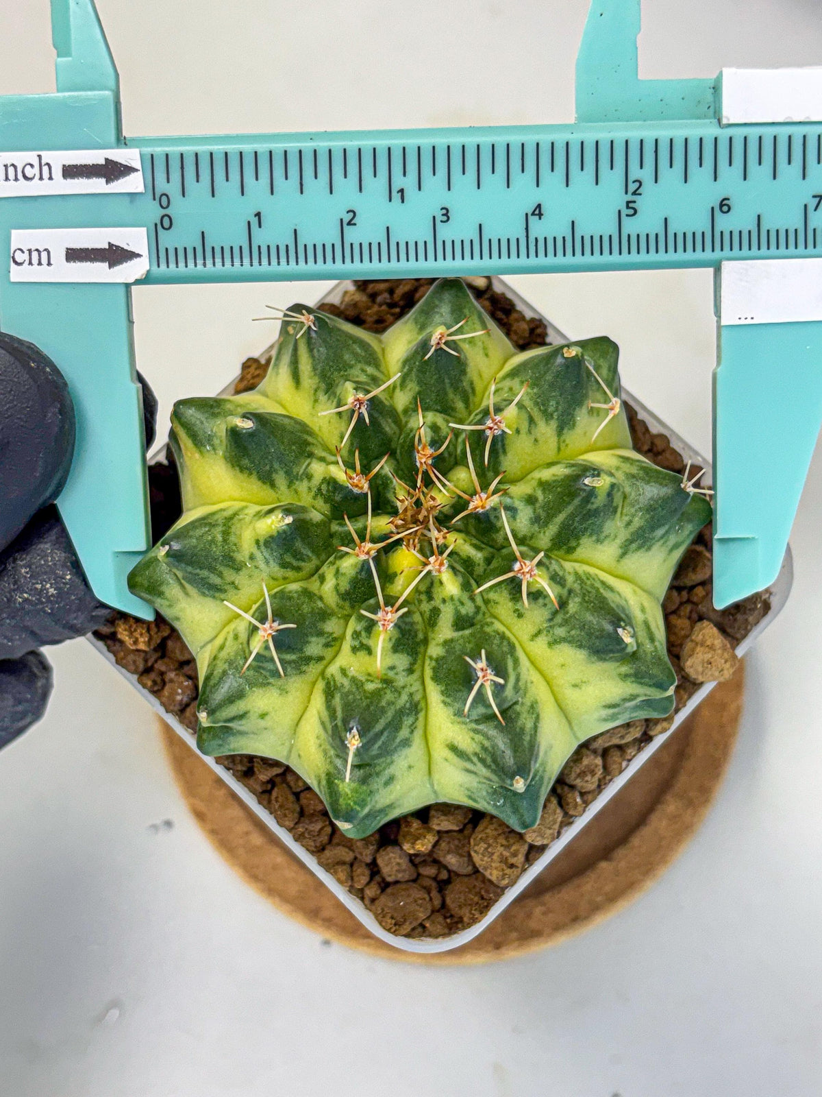 Gymnocalycium Green Moon (gy8) (2) | Collector’s Edition