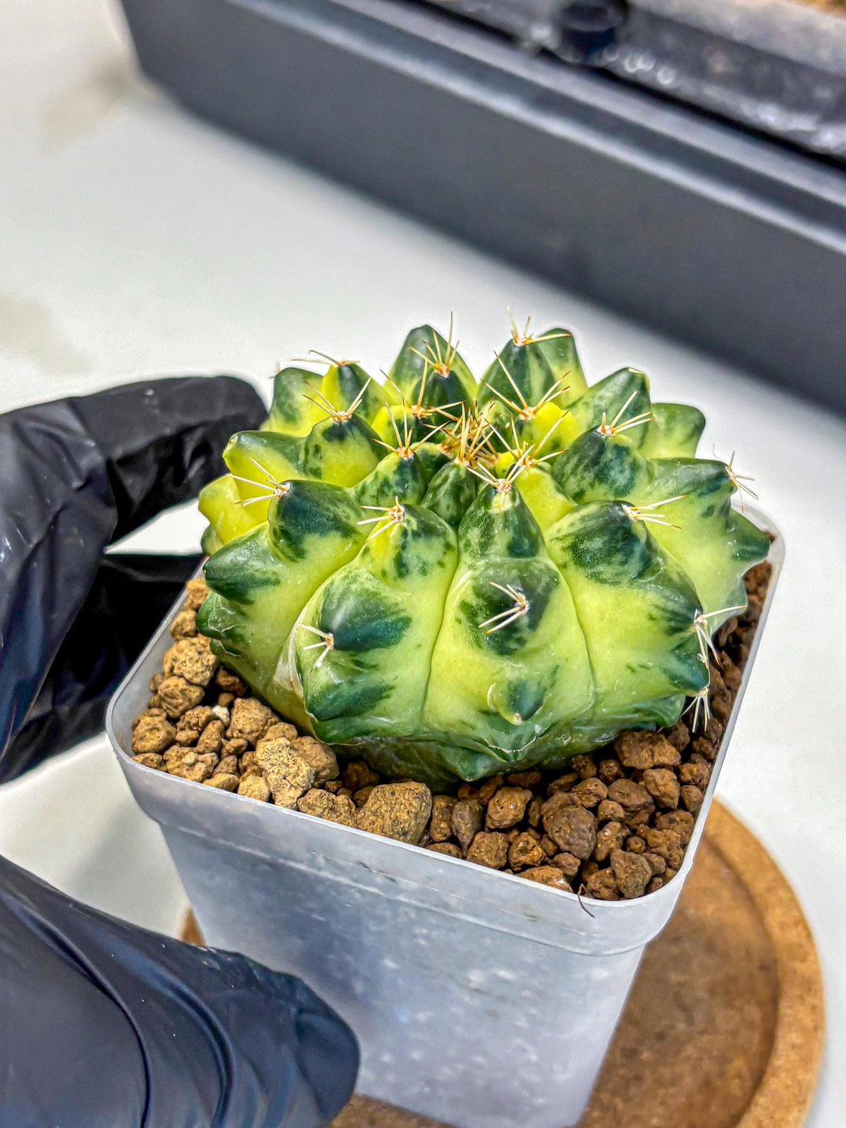 Gymnocalycium Green Moon (gy8) (1) | Collector’s Edition
