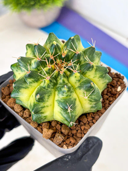 Gymnocalycium Green Moon (gy8) (2) | Collector’s Edition