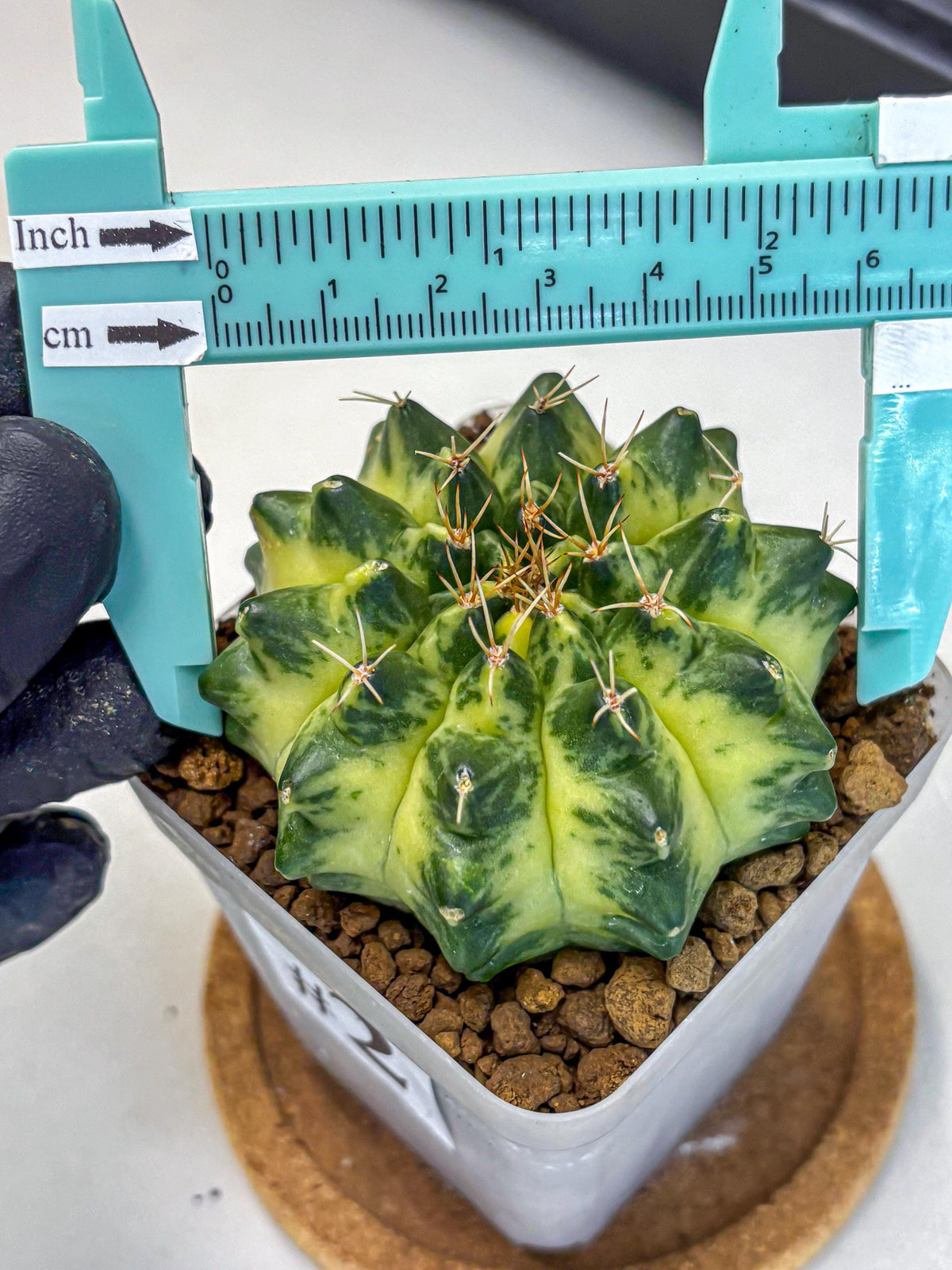 Gymnocalycium Green Moon (gy8) (2) | Collector’s Edition