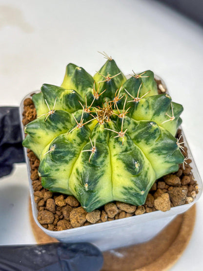 Gymnocalycium Green Moon (gy8) (2) | Collector’s Edition