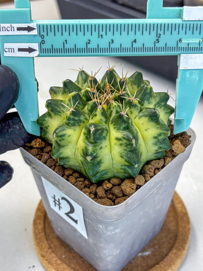 Gymnocalycium Green Moon (gy8) (2) | Collector’s Edition