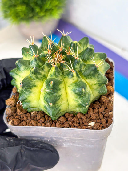 Gymnocalycium Green Moon (gy8) (2) | Collector’s Edition
