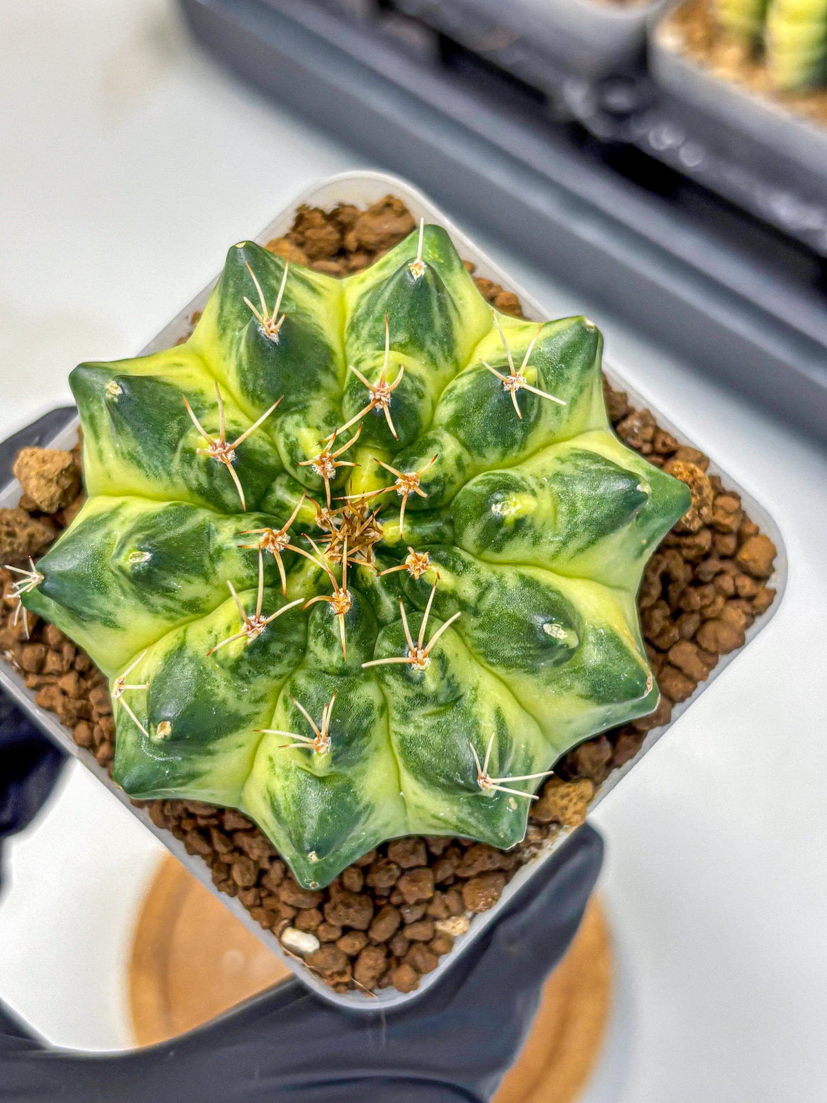 Gymnocalycium Green Moon (gy8) (2) | Collector’s Edition