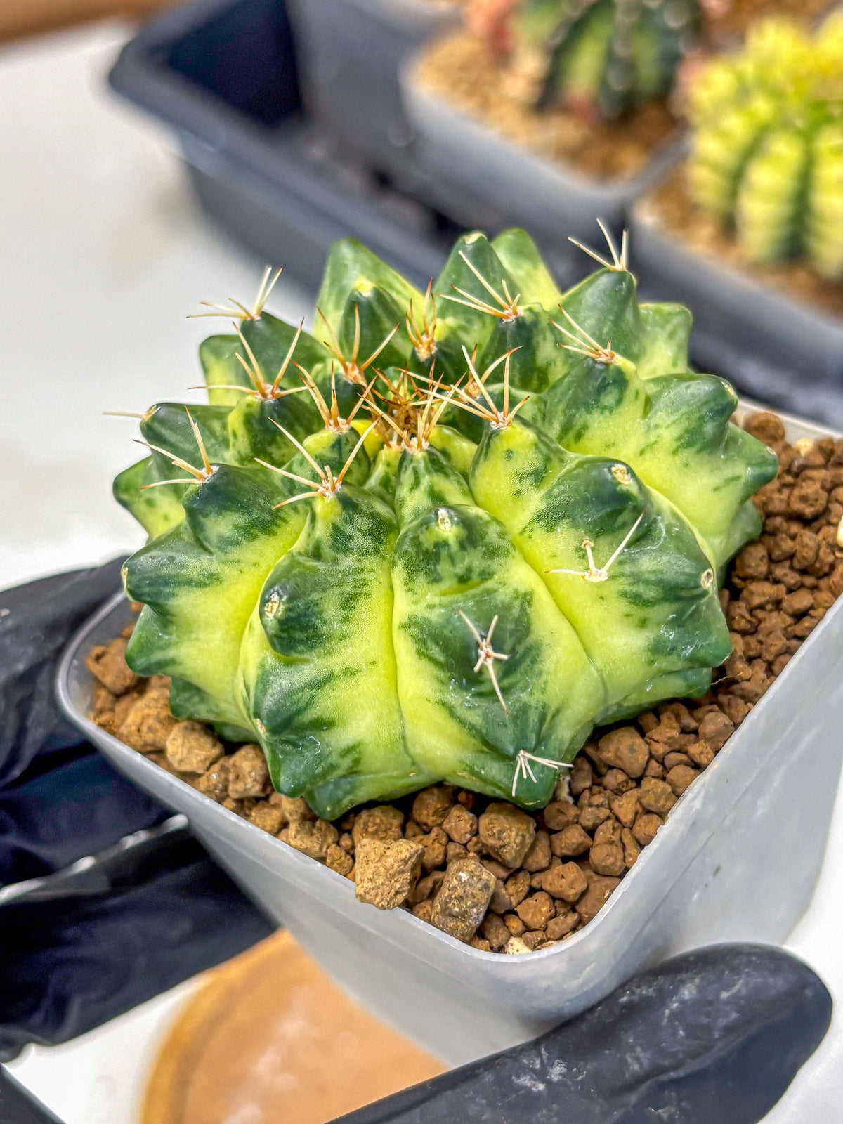 Gymnocalycium Green Moon (gy8) (2) | Collector’s Edition