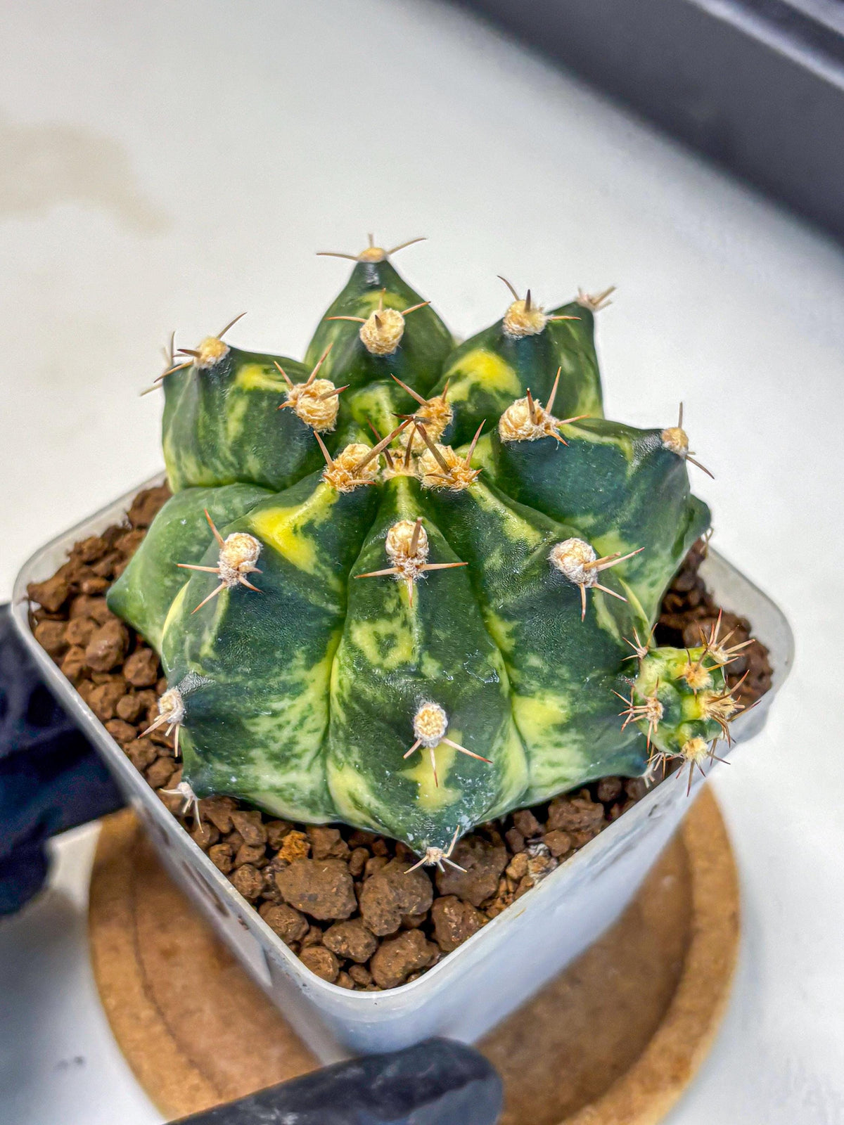 Gymnocalycium Honey Comb (gy8) (3) | Collector’s Edition