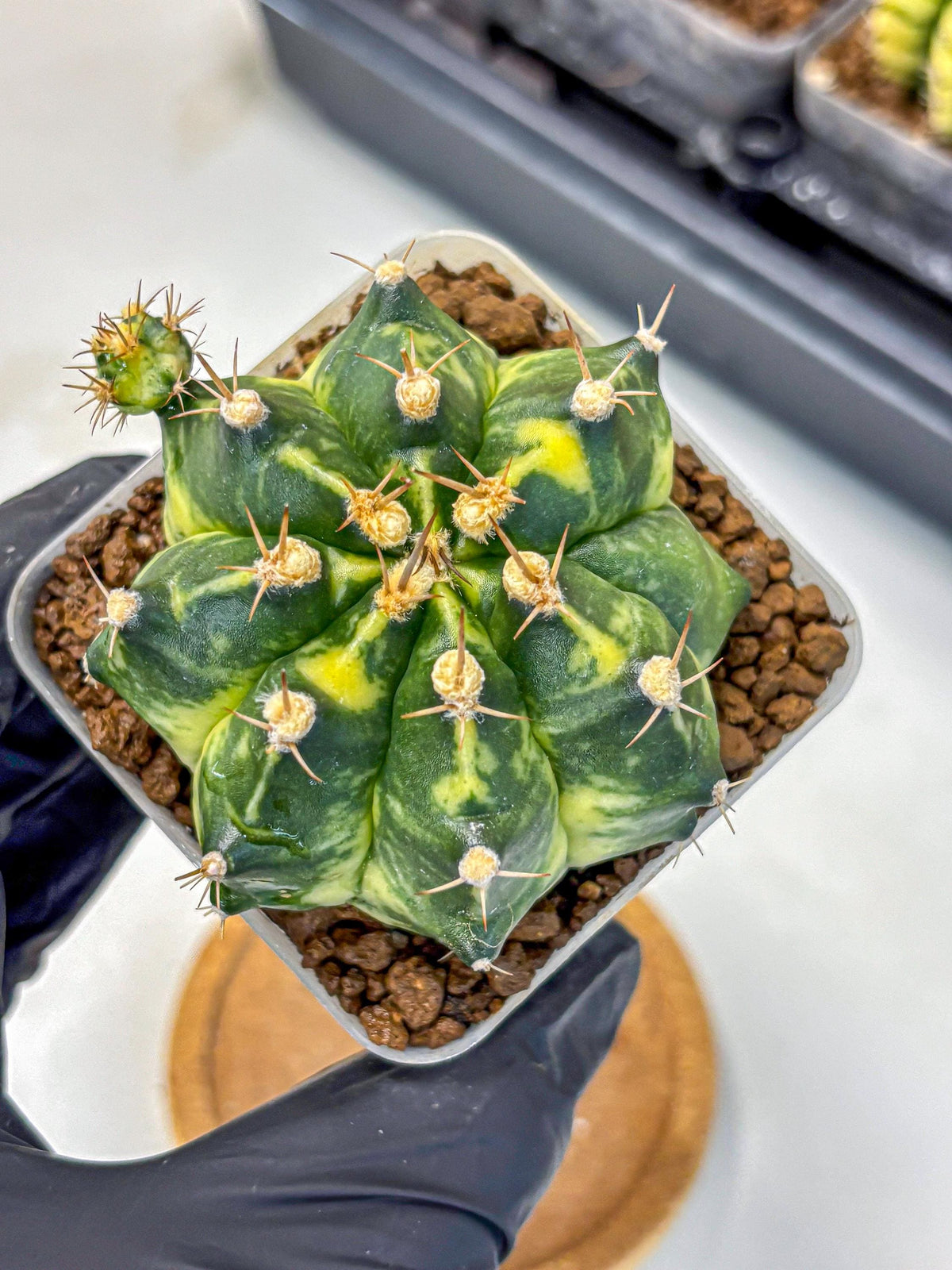 Gymnocalycium Honey Comb (gy8) (3) | Collector’s Edition