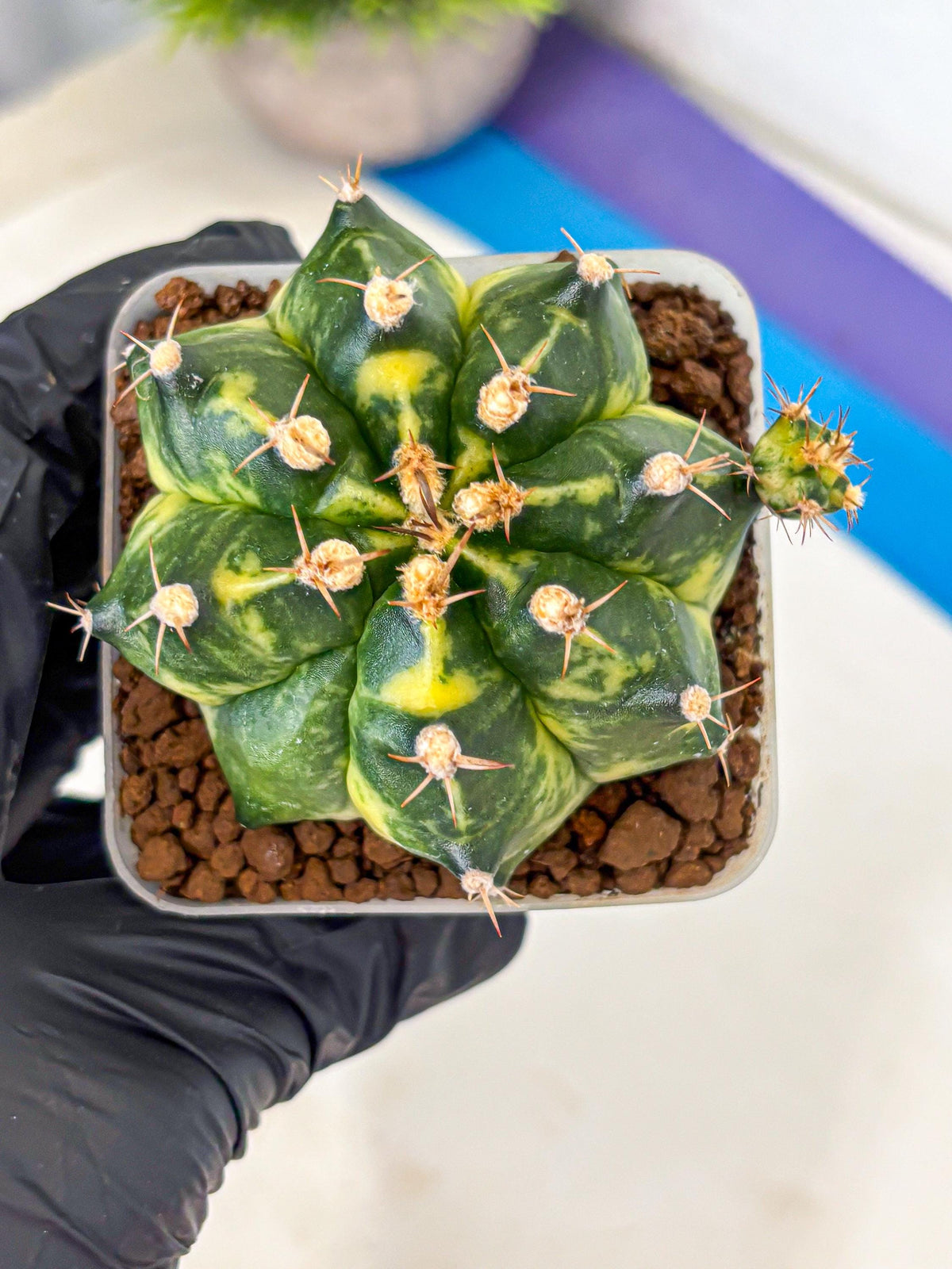 Gymnocalycium Honey Comb (gy8) (3) | Collector’s Edition