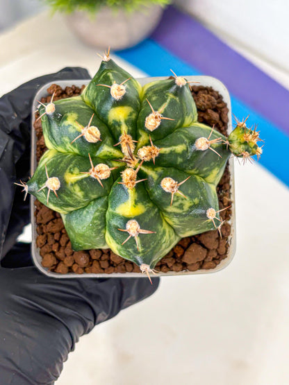 Gymnocalycium Honey Comb (gy8) (3) | Collector’s Edition