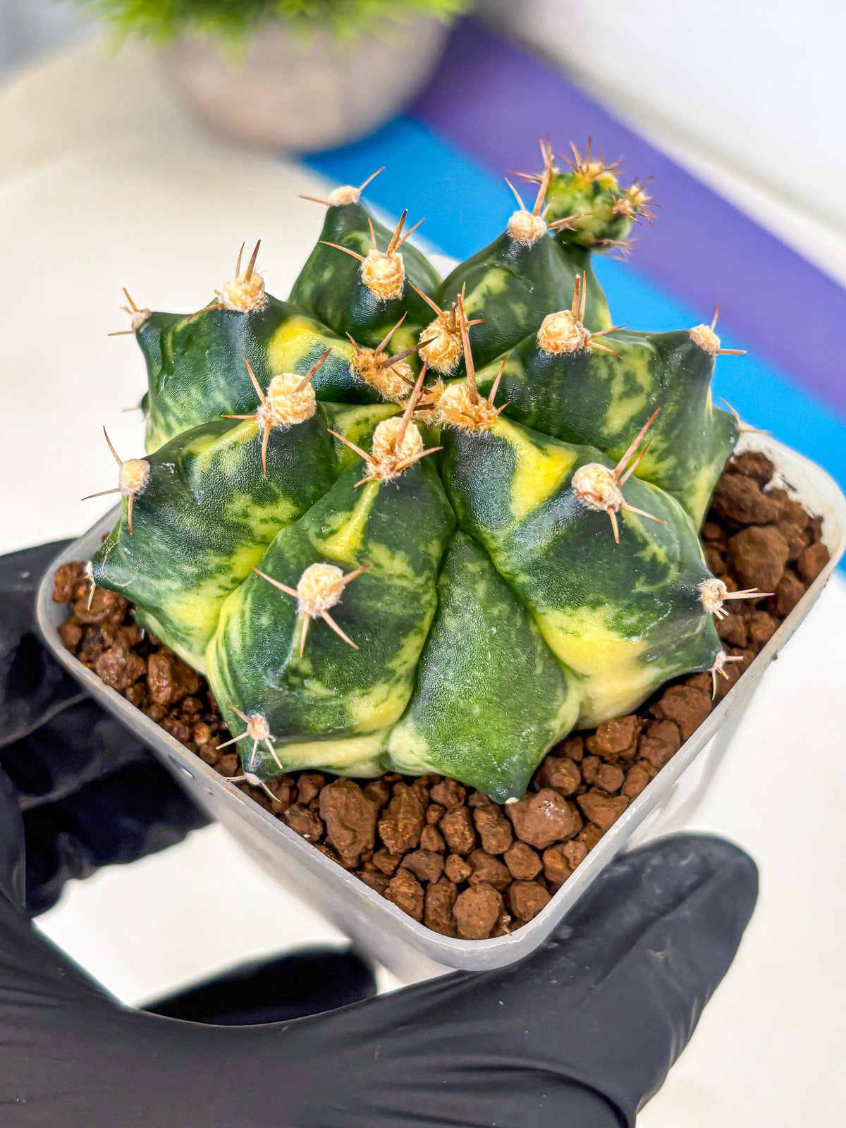 Gymnocalycium Honey Comb (gy8) (3) | Collector’s Edition