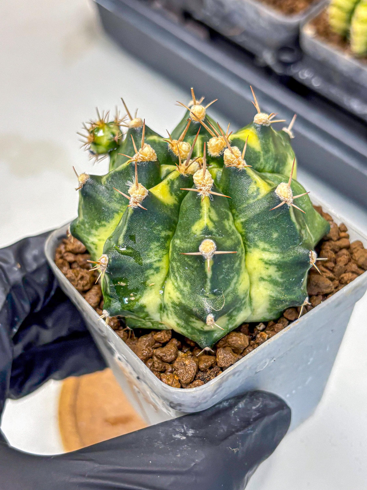 Gymnocalycium Honey Comb (gy8) (3) | Collector’s Edition