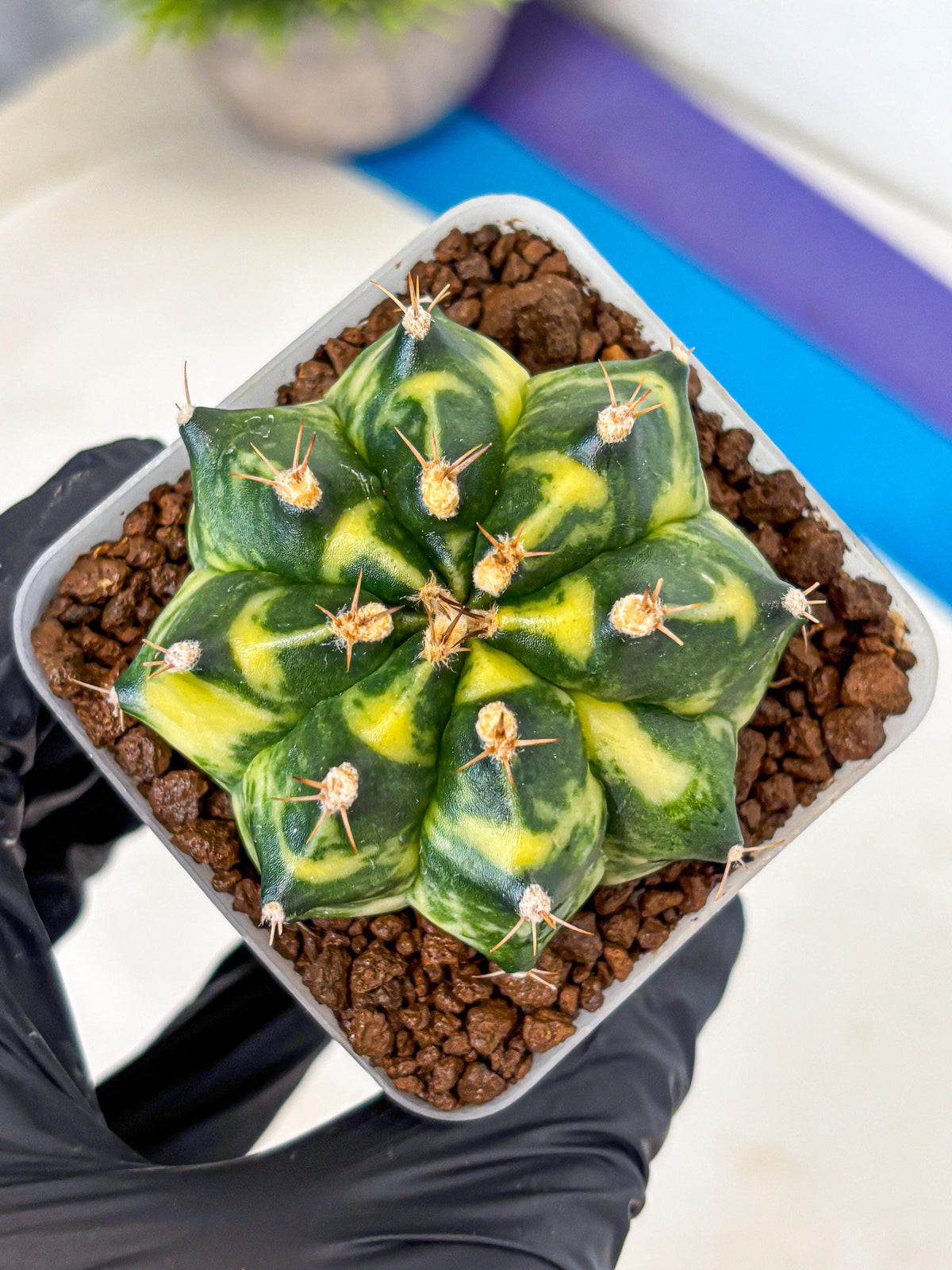 Gymnocalycium Honey Comb (gy8) (4) | Collector’s Edition