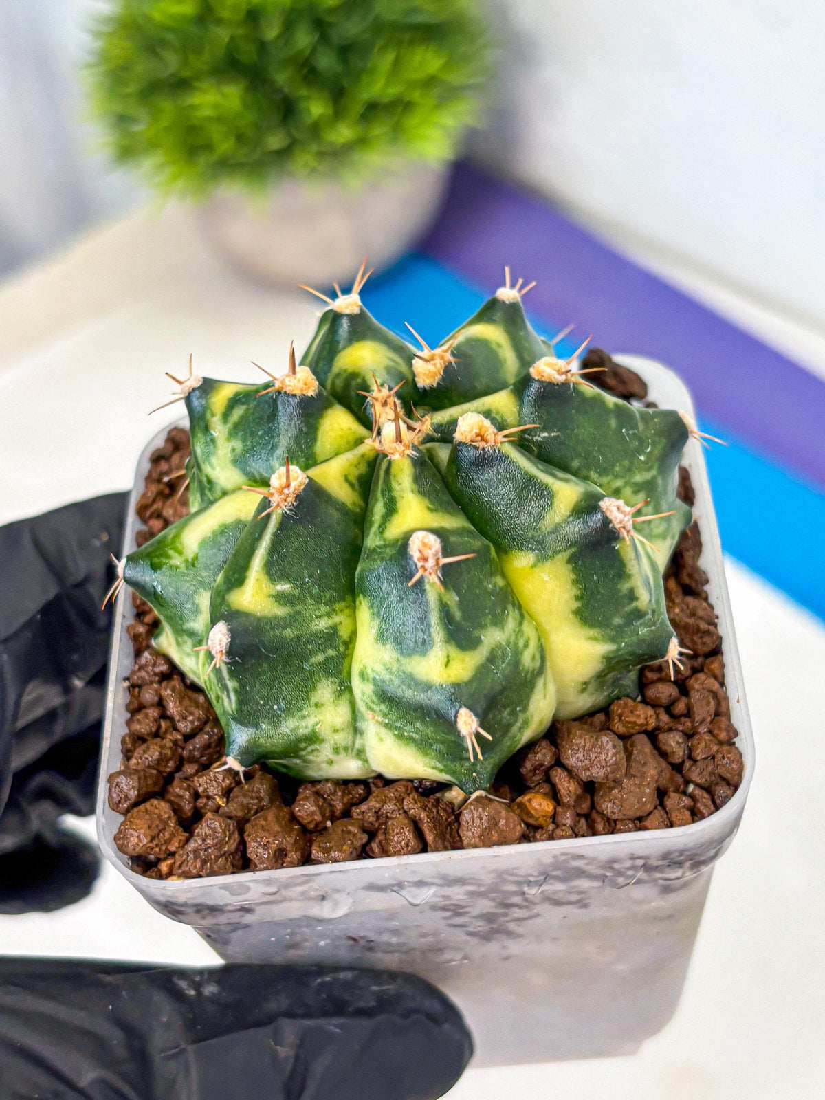 Gymnocalycium Honey Comb (gy8) (4) | Collector’s Edition