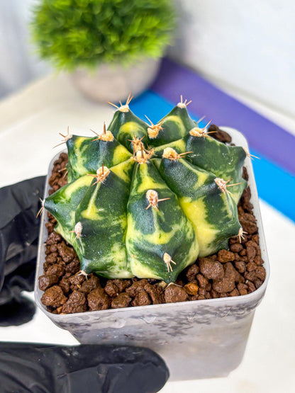 Gymnocalycium Honey Comb (gy8) (4) | Collector’s Edition
