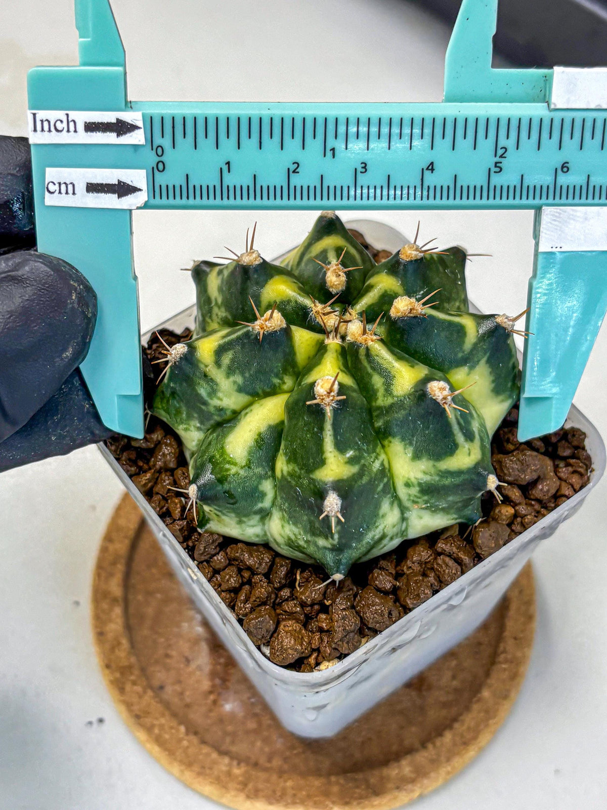 Gymnocalycium Honey Comb (gy8) (4) | Collector’s Edition