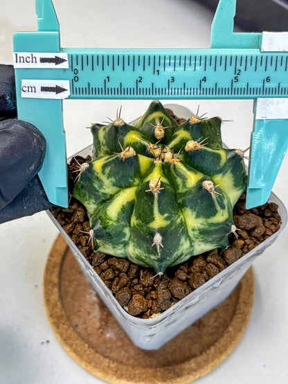 Gymnocalycium Honey Comb (gy8) (4) | Collector’s Edition