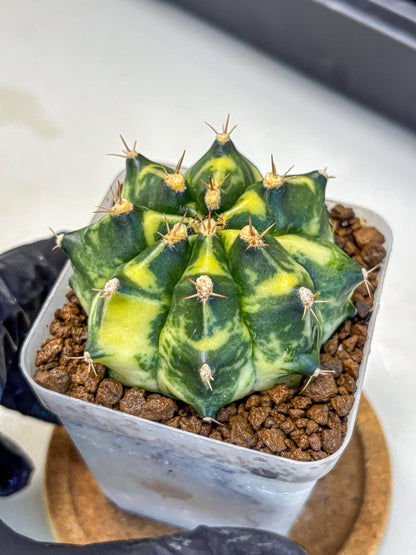 Gymnocalycium Honey Comb (gy8) (4) | Collector’s Edition