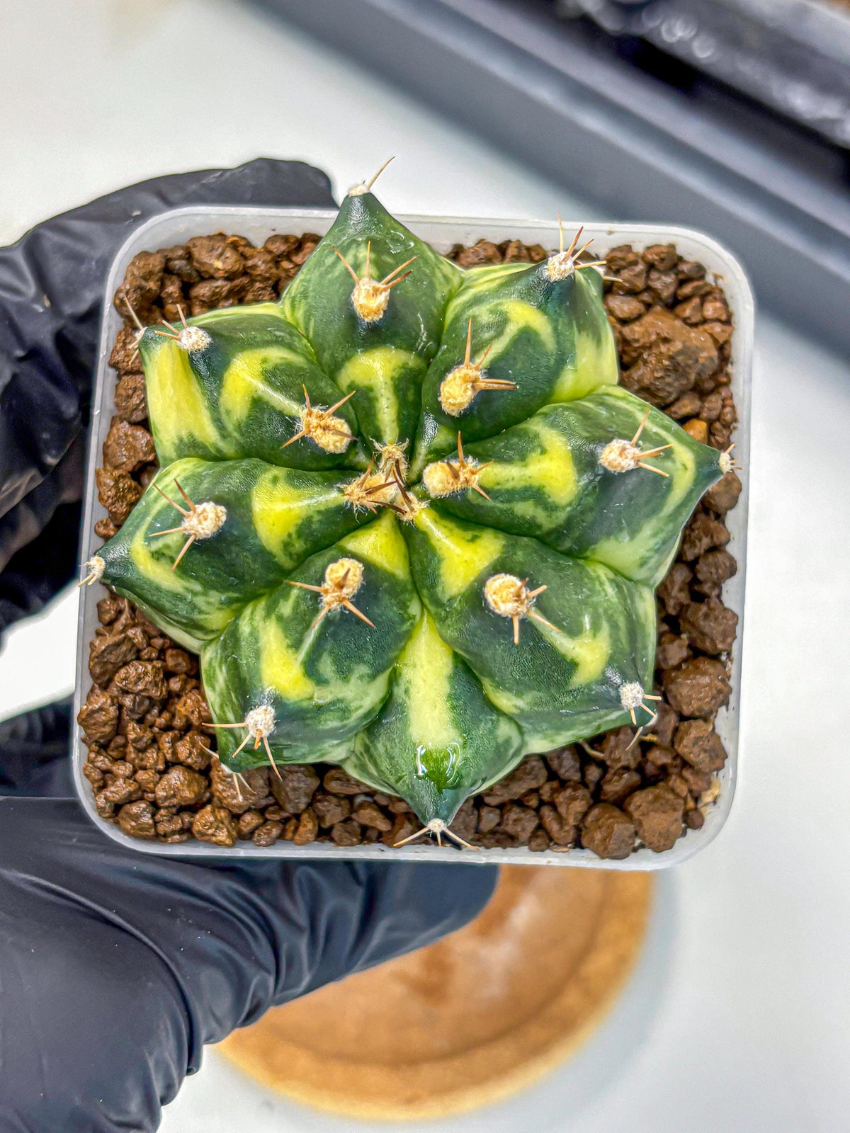 Gymnocalycium Honey Comb (gy8) (4) | Collector’s Edition