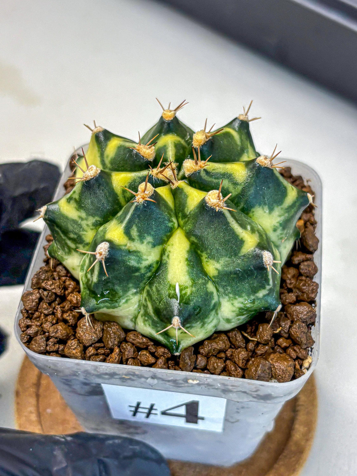 Gymnocalycium Honey Comb (gy8) (4) | Collector’s Edition