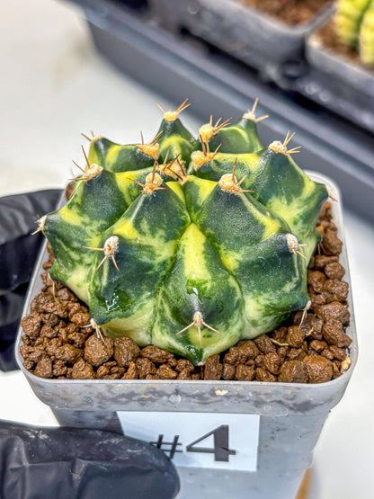 Gymnocalycium Honey Comb (gy8) (4) | Collector’s Edition