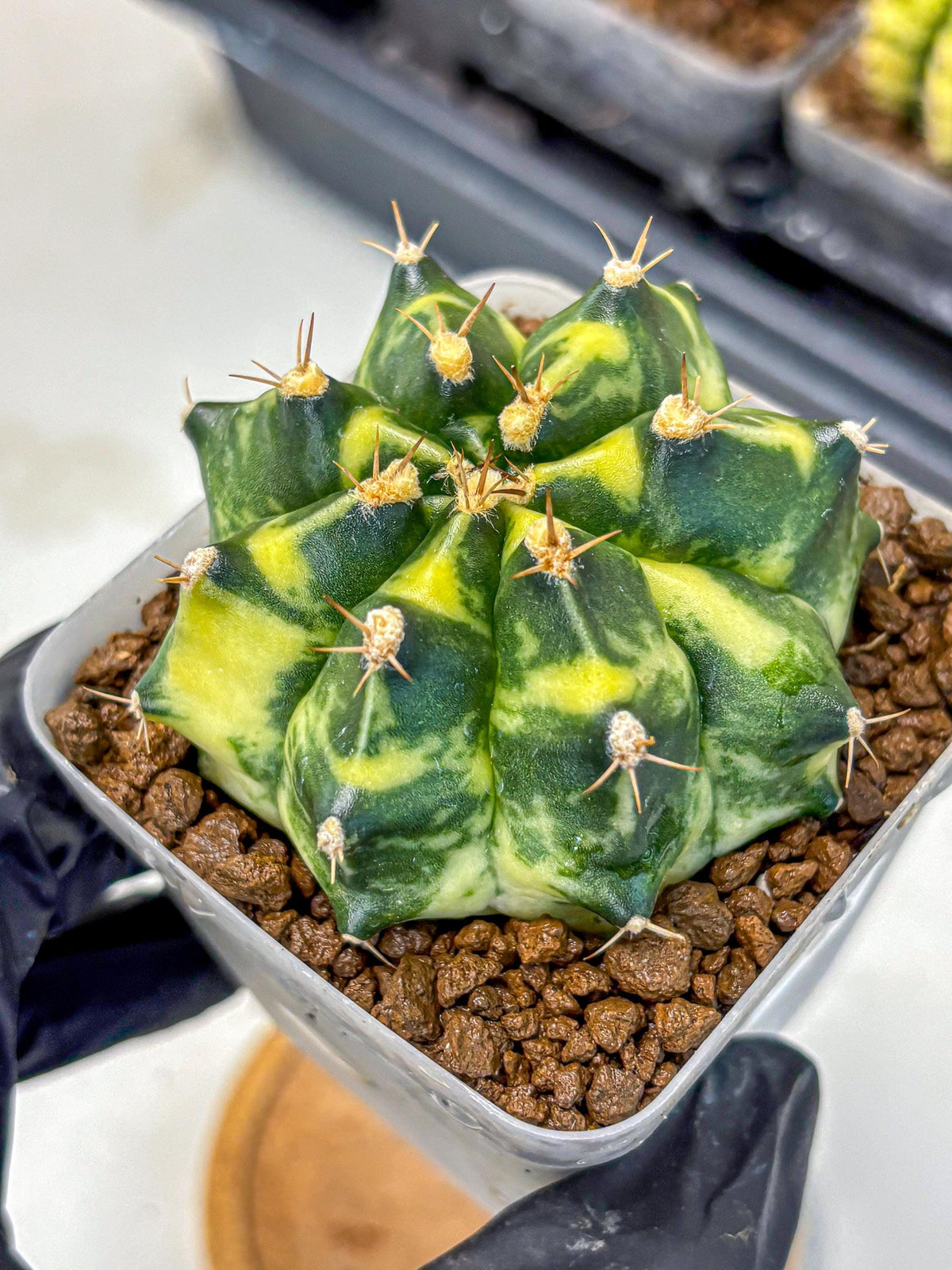 Gymnocalycium Honey Comb (gy8) (4) | Collector’s Edition