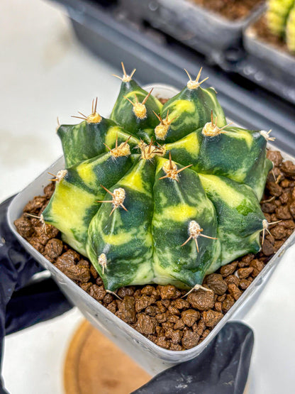 Gymnocalycium Honey Comb (gy8) (4) | Collector’s Edition