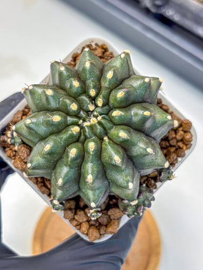 Gymnocalycium Kilimanjaro (gy8) (5) | Collector’s Edition
