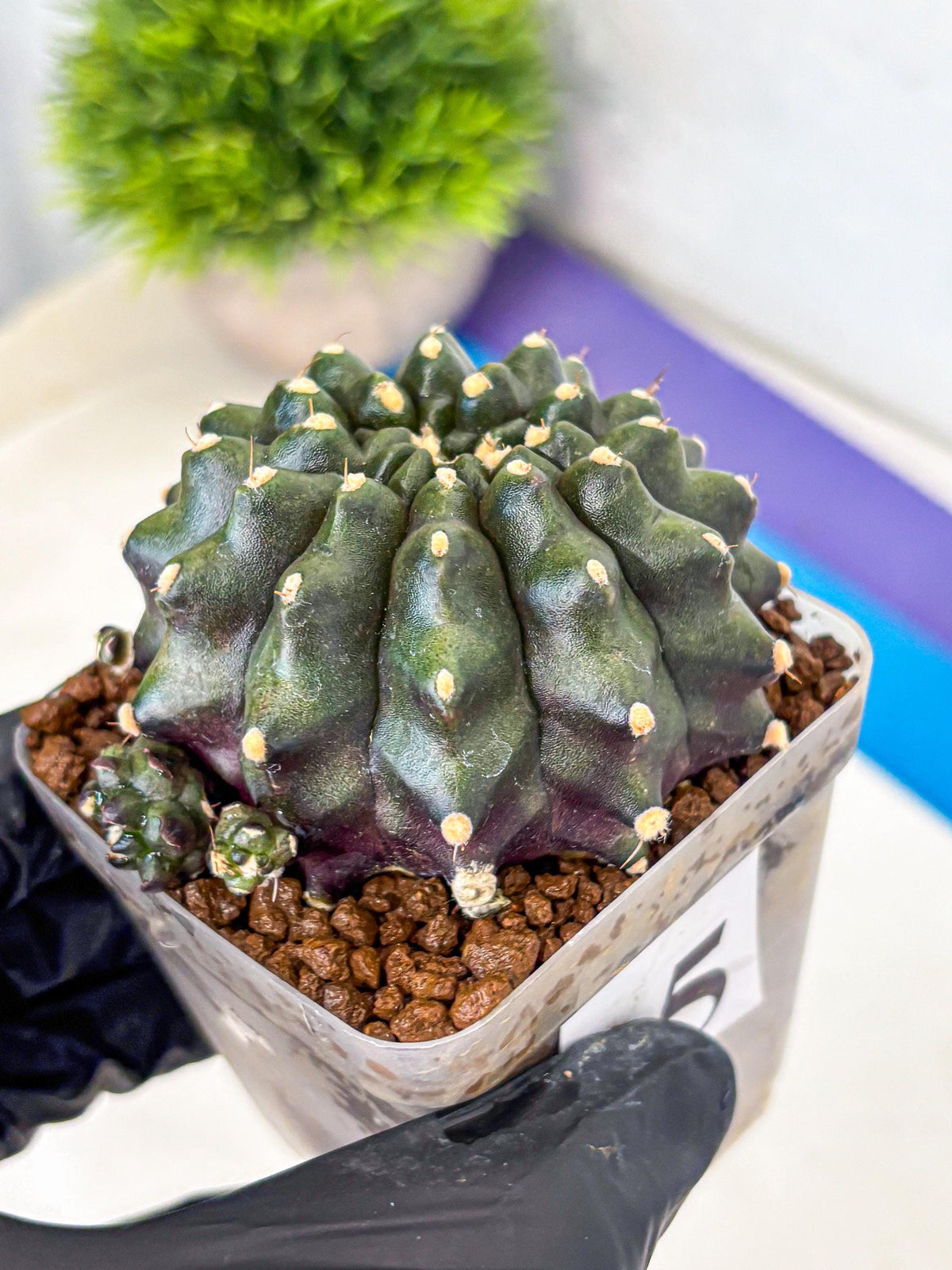 Gymnocalycium Kilimanjaro (gy8) (5) | Collector’s Edition